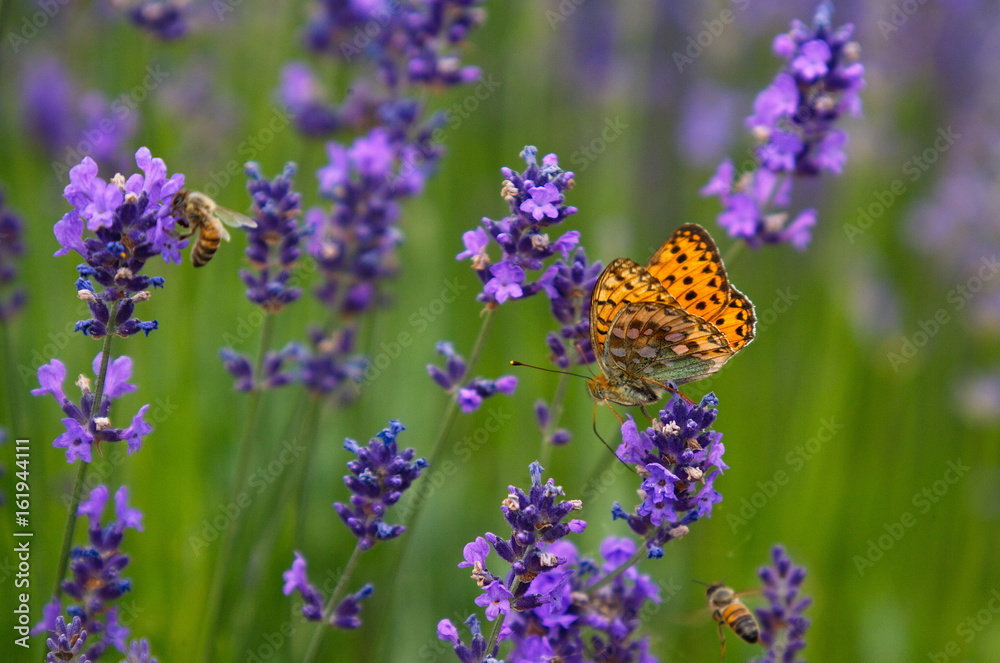 farfalla arancione nella lavanda farfalla arancione nella lavanda