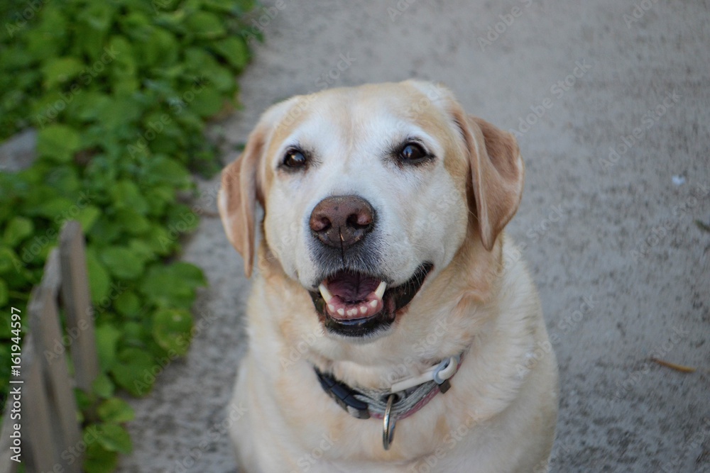 Labrador retriever puppy