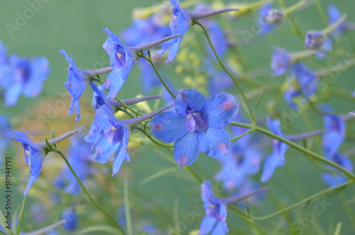 Delphinium grandiflorum 'Blauer Zwerg' photo