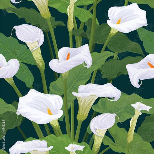 Seamless pattern of calla lily flowers with leaves on dark green background. Vector set of blooming flower for your design. Adornment for wedding invitations and greeting card. photo