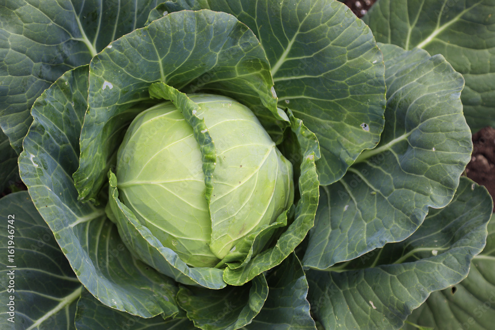 Fototapeta premium Cabbage in the garden