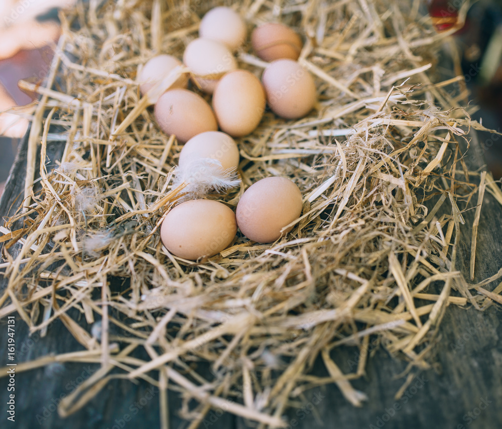Fresh eggs on nest. chicken organic eggs with straw in nest.