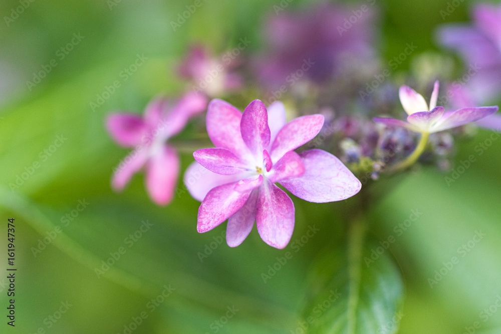 かわいい紫陽花