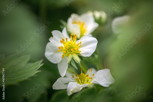 Strawberry flowers  close-up