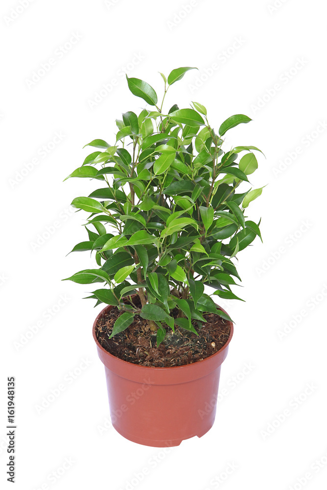 Ficus