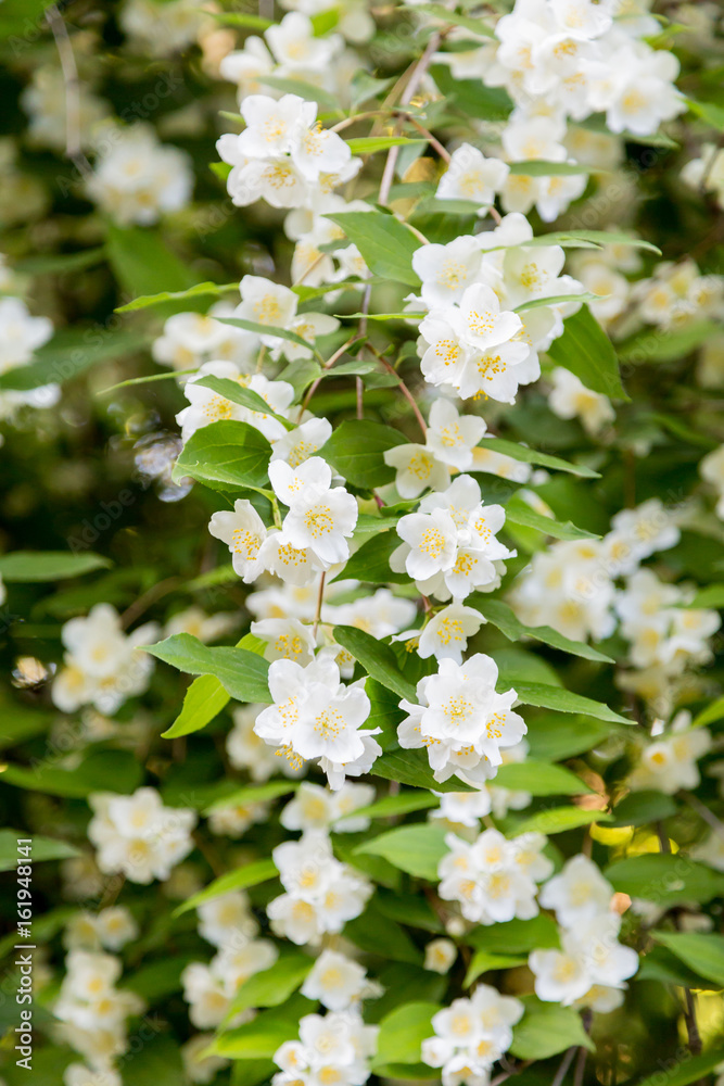 Chubushnik, or Jasmine garden bloom in the Park. Flowering Bush. White flowers on the tree. Chubushnik, or Jasmine garden bloom in the Park. Flowering Bush. White flowers on the tree.