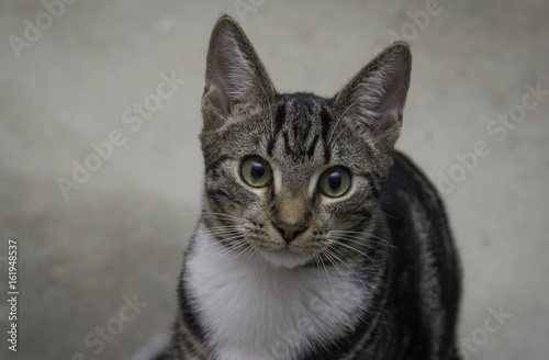 Mackerel Cute Tabby Cat