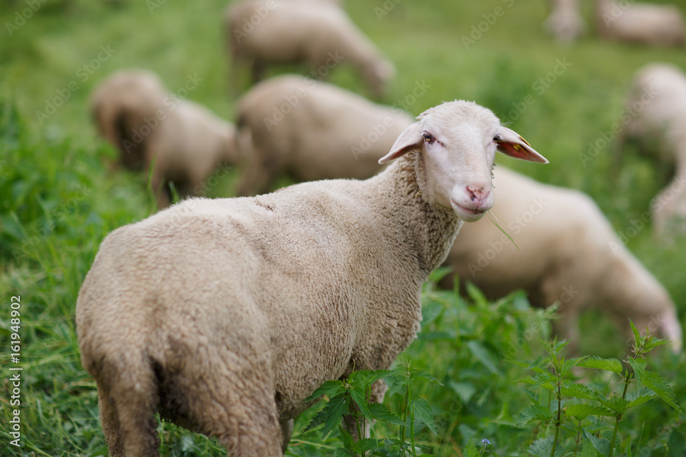 Obraz premium Sheep on pasture at a sheep farm in the Alps