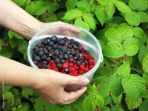berries in a hand