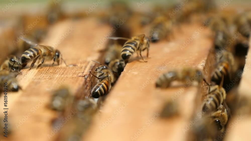 Amazing macro shot of hardworking bees in a beehive, when they are seeking something and crawling on a wooden surface in summer. They look unusual and busy in this eternal honey making work Amazing macro shot of hardworking bees in a beehive, when they are seeking something and crawling on a wooden surface in summer. They look unusual and busy in this eternal honey making work