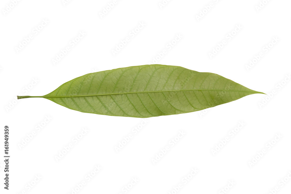 Fototapeta premium Mango leaves on a white background