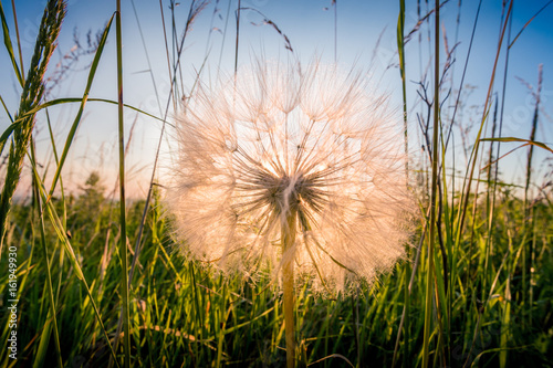 Fototapeta Naklejka Na Ścianę i Meble -  Head of dandelion.