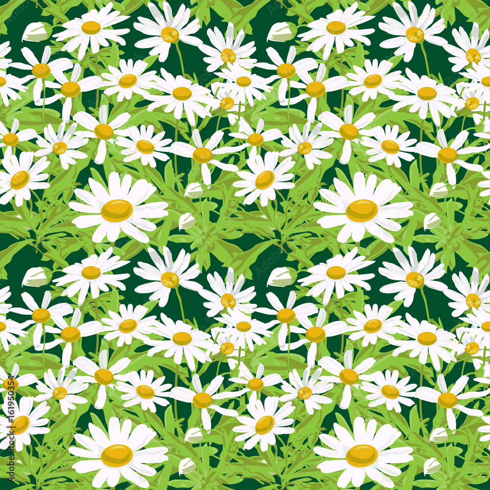 Daisy in the summer. Flower seamless, pattern and background. Vector illustration. Daisy in the summer. Flower seamless, pattern and background. Vector illustration.