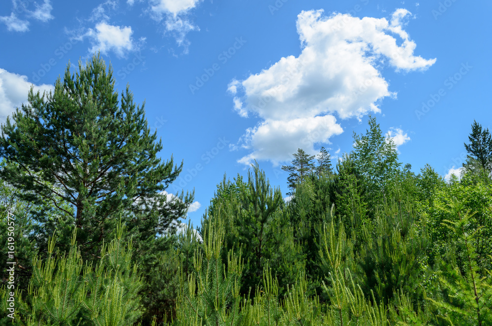 Beautiful summer landscape. Blue sky with clouds over the forest