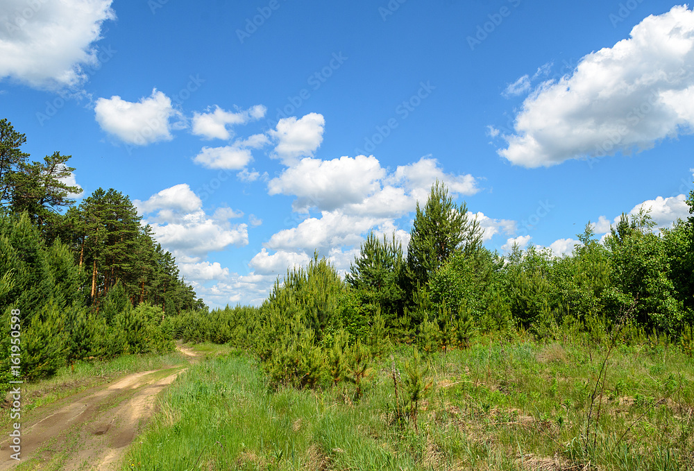 Beautiful summer landscape. Blue sky with clouds over the forest