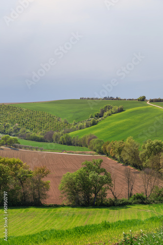 Green meadows and plowed fields  natural landscape