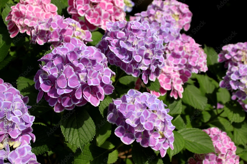 花博記念公園鶴見緑地の紫陽花 