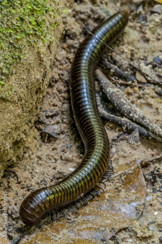 Milipede Cambodia Asia