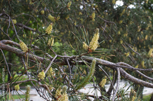 Сосновые ветки в городском парке. Крупный план.