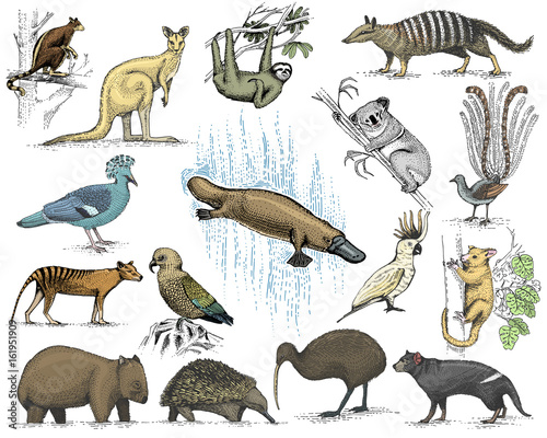 big set of australian and new zealand symbols, animal engraved, hand drawn vector , vintage drawing tasmanian wolf, kea parrot, possum, duck billed platypus, devil, numbat. wombat, koala, kiwi bird.