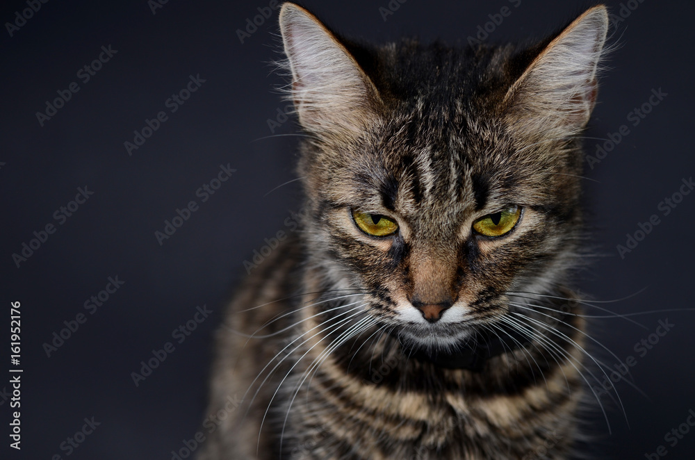 Portrait of a beautiful adopted gray cat with bright yellow eyes on a blak background. Low key photo