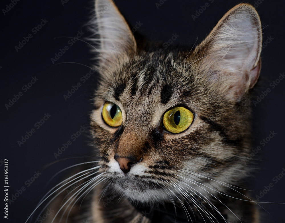 Portrait of a beautiful adopted gray cat with bright yellow eyes on a blak background. Low key photo Portrait of a beautiful adopted gray cat with bright yellow eyes on a blak background. Low key photo