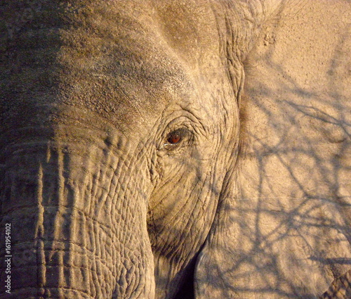 Portrait of an African Elephant photo