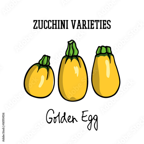 Hand drawn zucchini