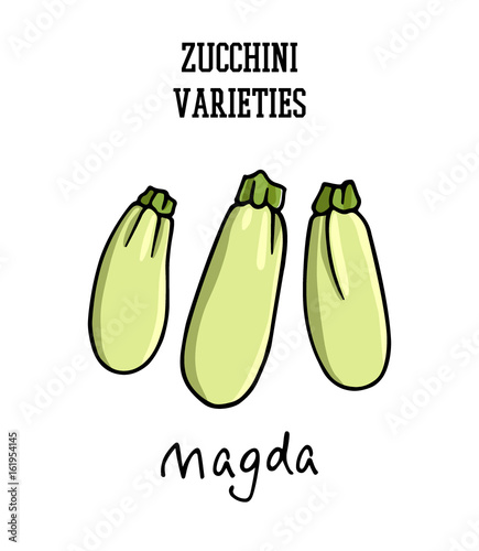 Hand drawn zucchini