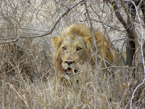 Hiding Lion photo