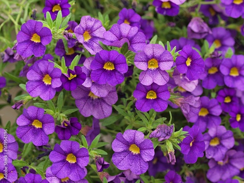 紫色のペチュニアの花 photo