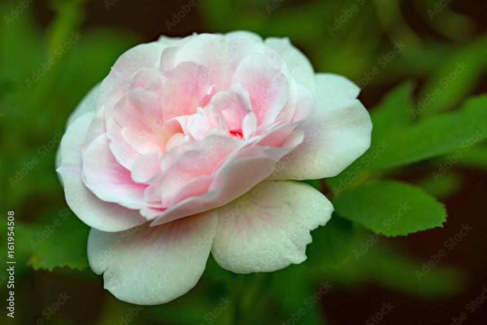 Closeup of beautiful pink rose flower on a rose bush Closeup of beautiful pink rose flower on a rose bush