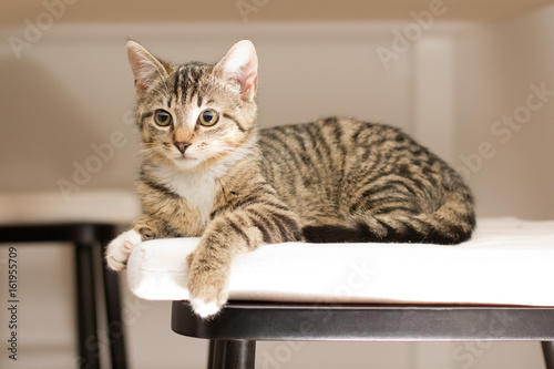 kitten sitting on a chair