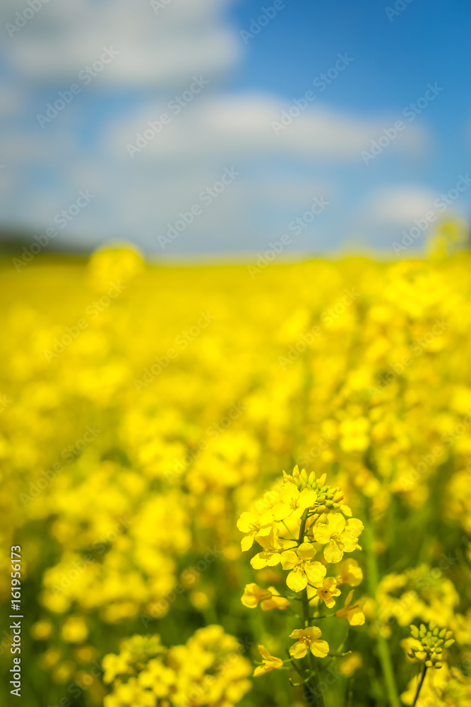 A close up of yellow flowering rapeseed in spring in Bavaria, Germany. A close up of yellow flowering rapeseed in spring in Bavaria, Germany.