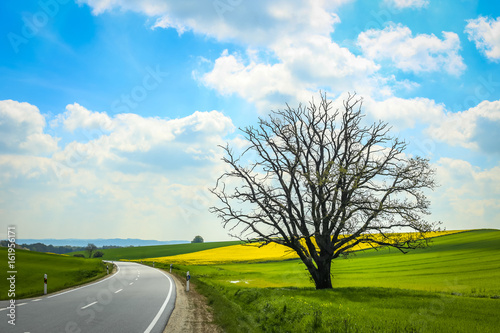 A road passing next to an isolated tree and cultivated rapeseed fields in spring in Bavaria, Germany. 