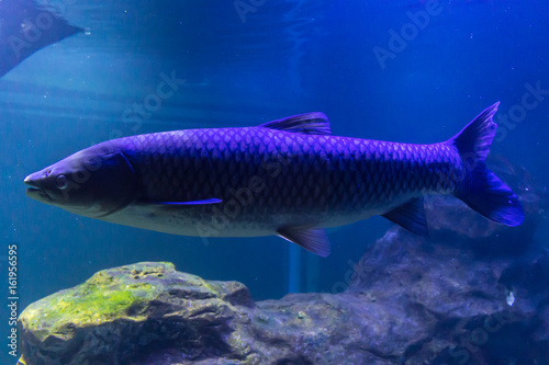 A fresh-water fish bighead carp, living in  aquarium. A good image for drawing and design of websites about nature, rivers, lakes and fishing.