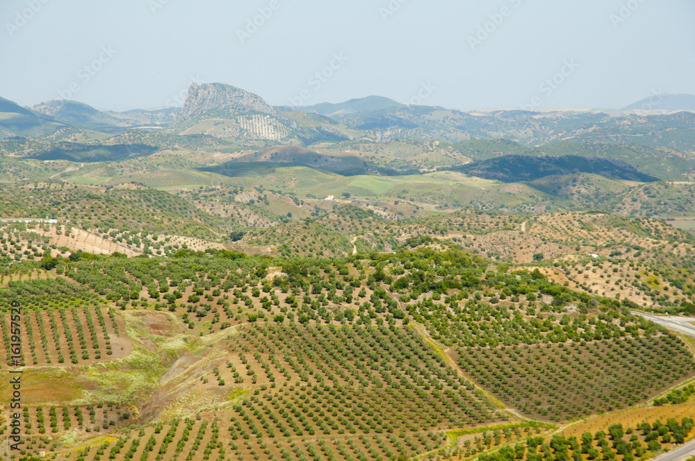 Olive Groves - Malaga - Spain