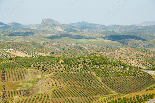 Olive Groves - Malaga - Spain