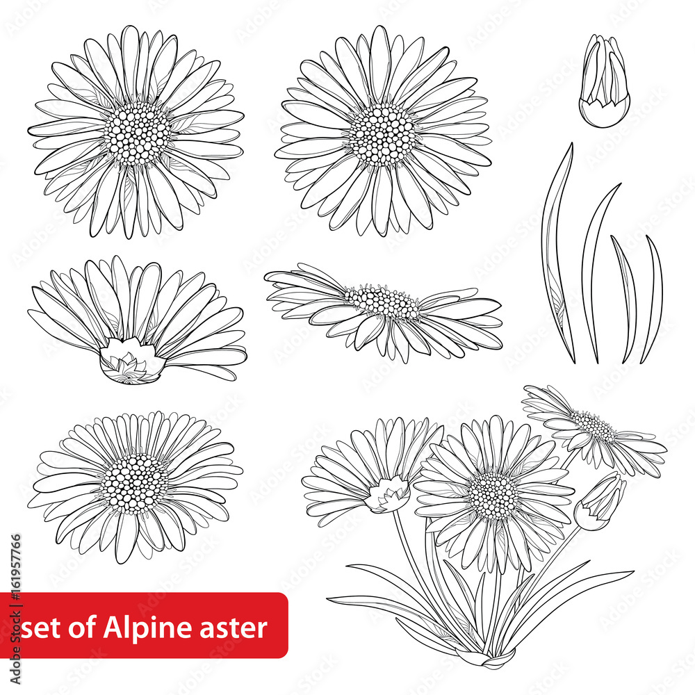 Vector set with outline open Alpine aster flower, bud and leaf isolated on white background. Ornamental Alpine mountain flowers in contour style for summer design and coloring book. - obrazy, fototapety, plakaty 
