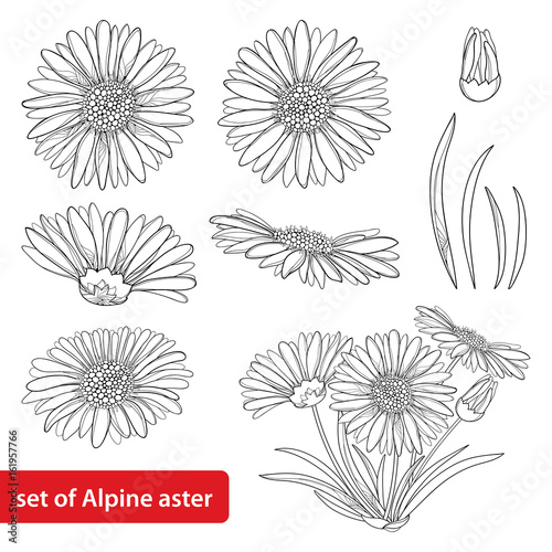 Vector set with outline open Alpine aster flower, bud and leaf isolated on white background. Ornamental Alpine mountain flowers in contour style for summer design and coloring book. photo
