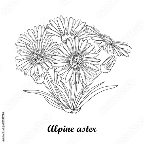 Vector bouquet with outline open Alpine aster flower, bud and leaf isolated on white background. Ornamental Alpine mountain flower in contour style for summer design and coloring book.