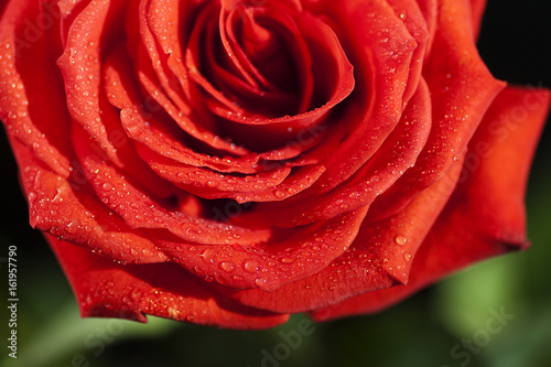 Fototapeta Naklejka Na Ścianę i Meble -  Flower of a red rose on a dark background
