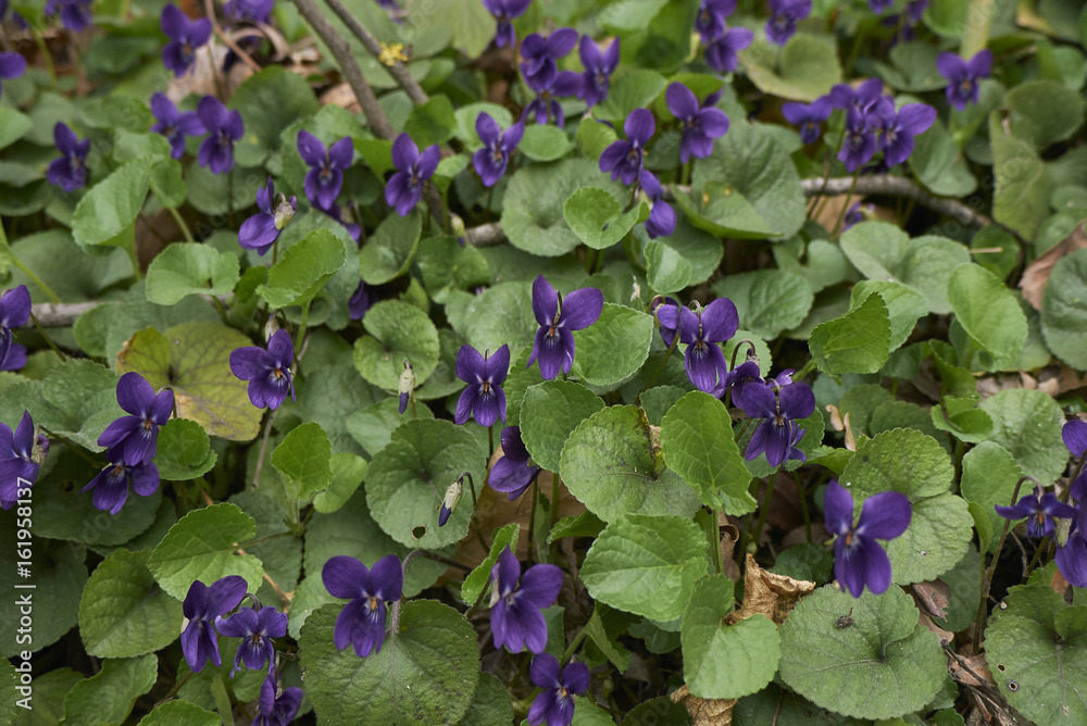 viola odorota 