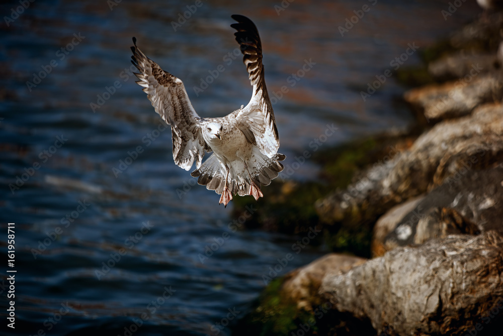 Obraz premium Seagull