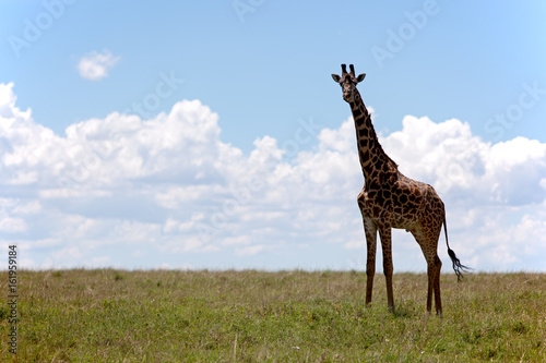 Giraffe