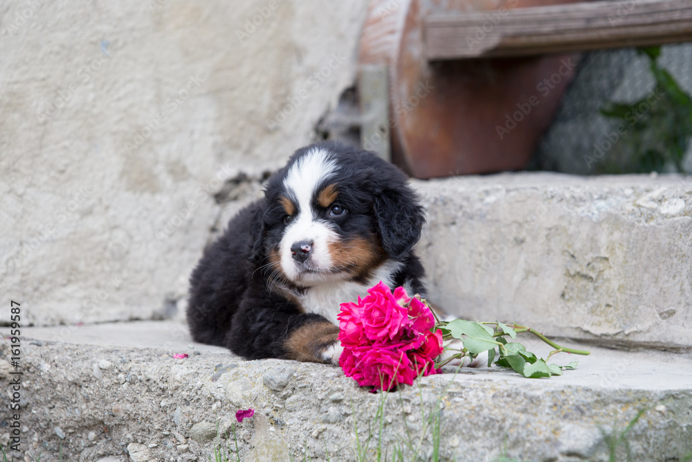 Berner Sennenhund Welpe liegt auf Steintreppe mit Rosen
