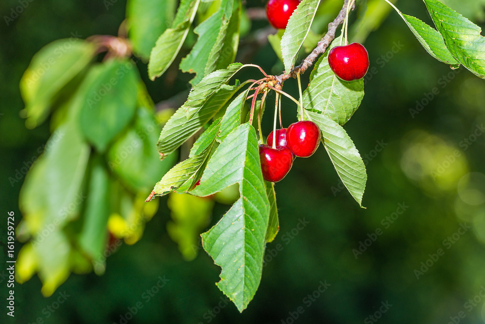 sweet red cherries hanging in the tree sweet red cherries hanging in the tree