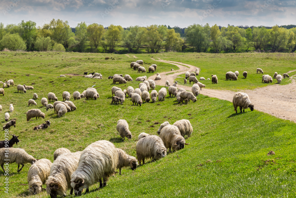 Obraz premium Pastoral scenery with herd of sheep and goats along river bank, in Eastern Europe, in spring