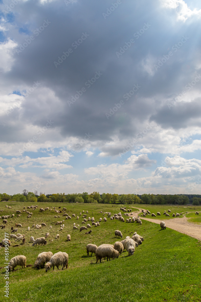Pastoral scenery with herd of sheep and goats along river bank, in Eastern Europe, in spring