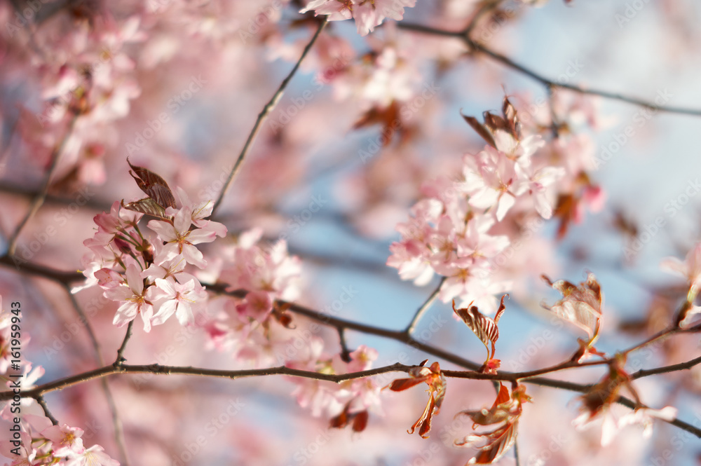 Sakura flower